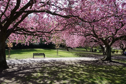 A quiet park bench under cherry blossoms, inspiring scenes for the Gaijin story.