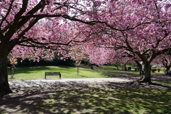 An idyllic park setting with vibrant pink cherry blossom trees in full bloom arching over a grassy area. A solitary wooden bench is placed under the shade, inviting visitors to sit and enjoy the tranquil atmosphere. Sunlight filters through the branches, creating an intricate pattern of shadows on the ground.