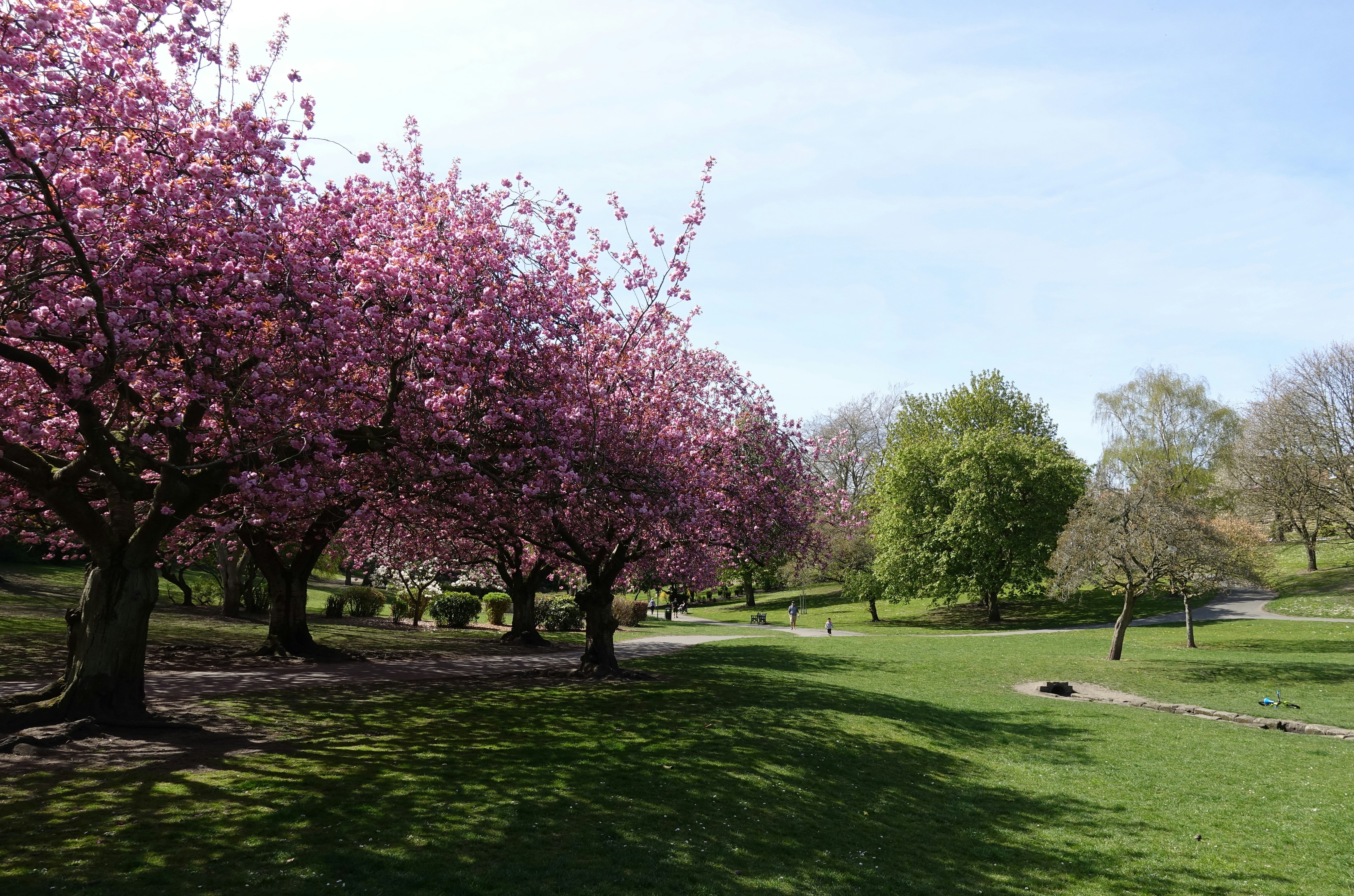 Pink cherry blossom trees lining a path in Maruyama Park, Kyoto