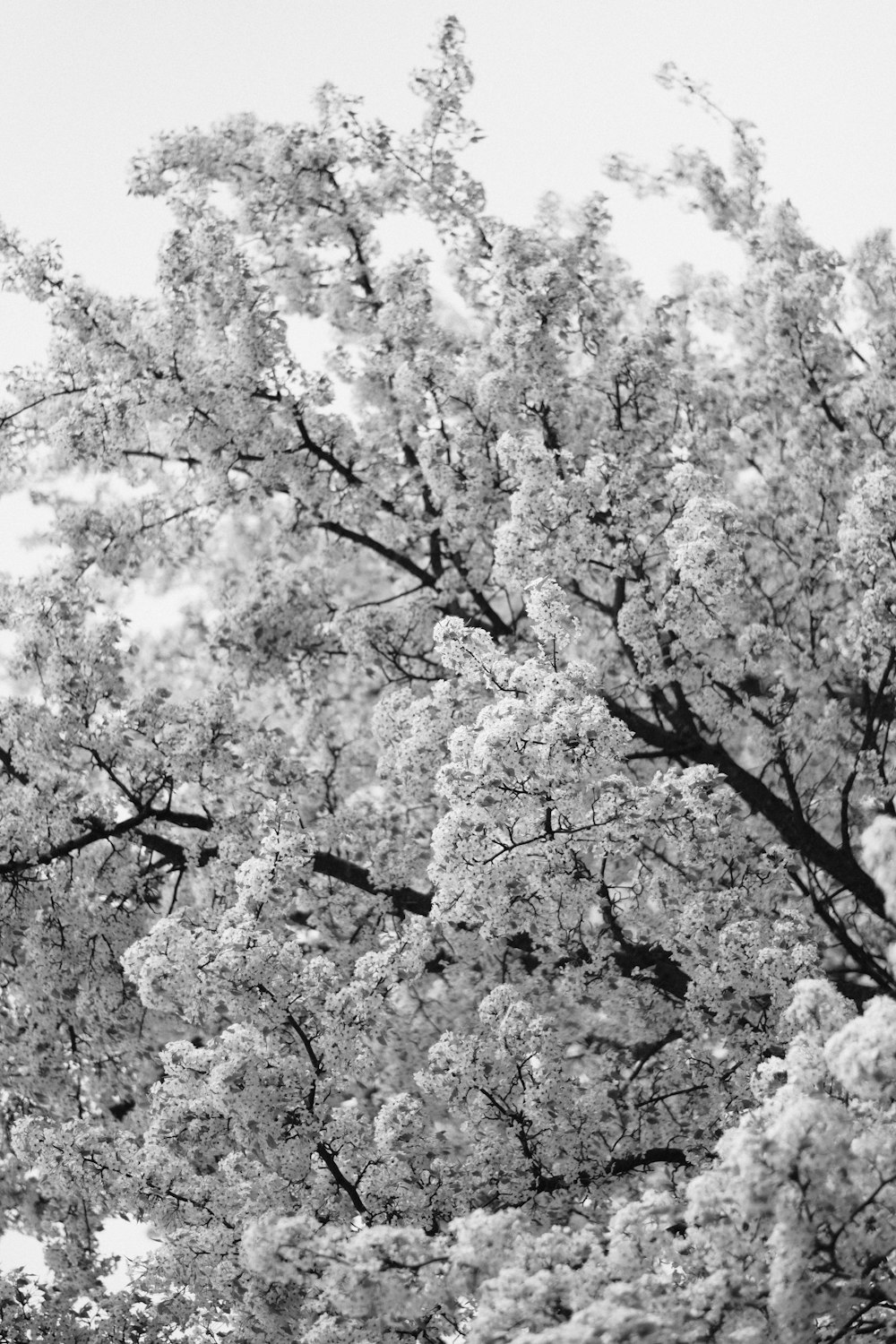 grayscale photo of cherry blossom tree