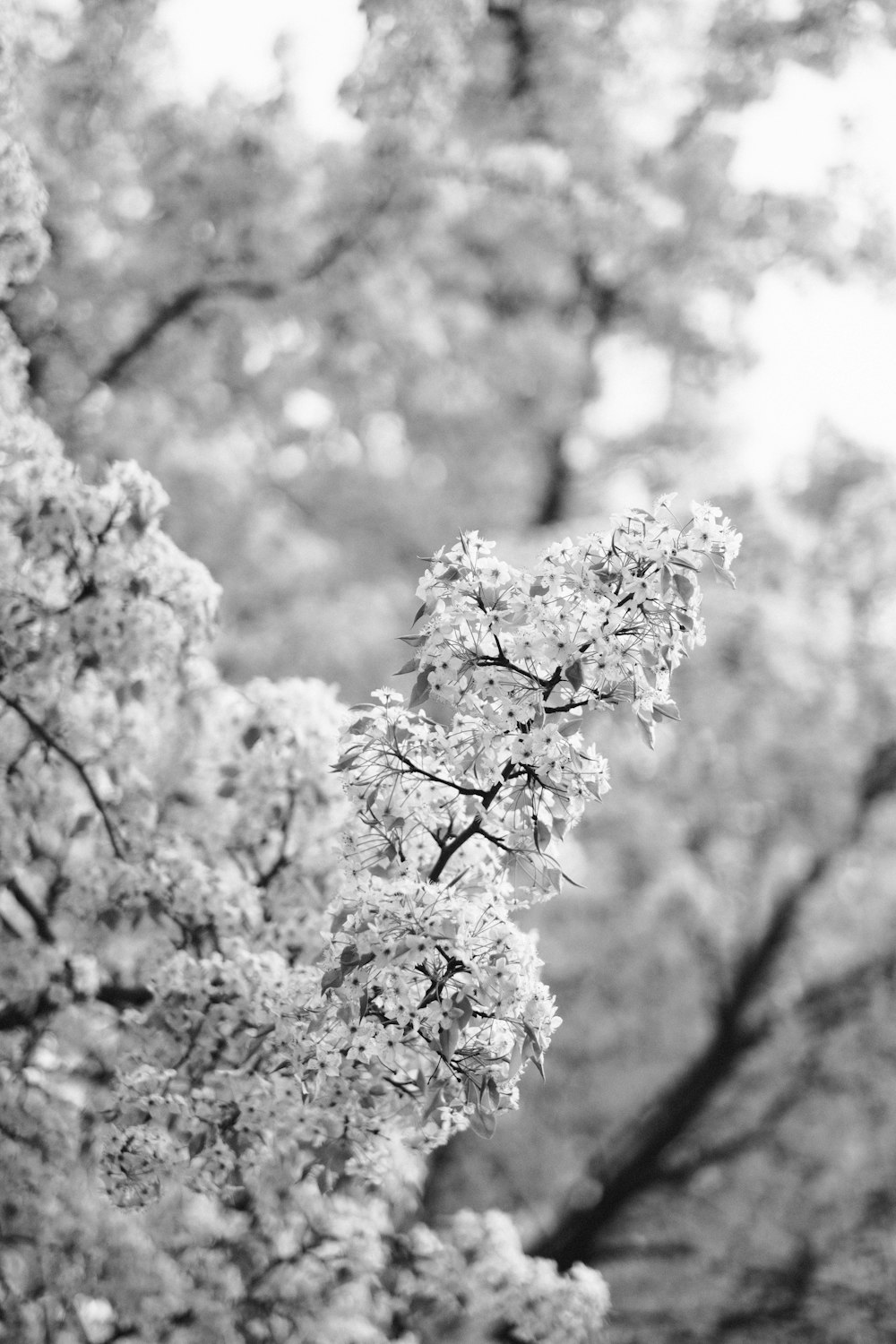 grayscale photo of cherry blossom