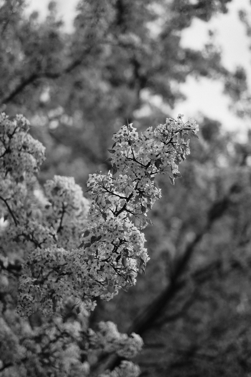 grayscale photo of cherry blossom