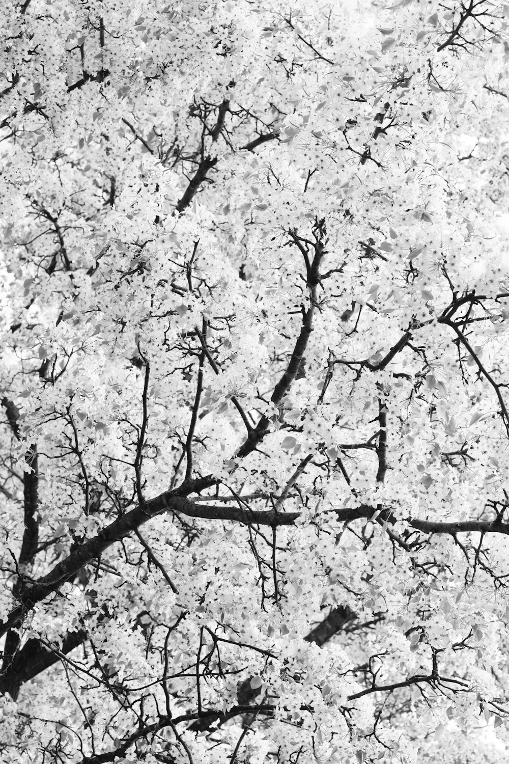 white cherry blossom tree during daytime