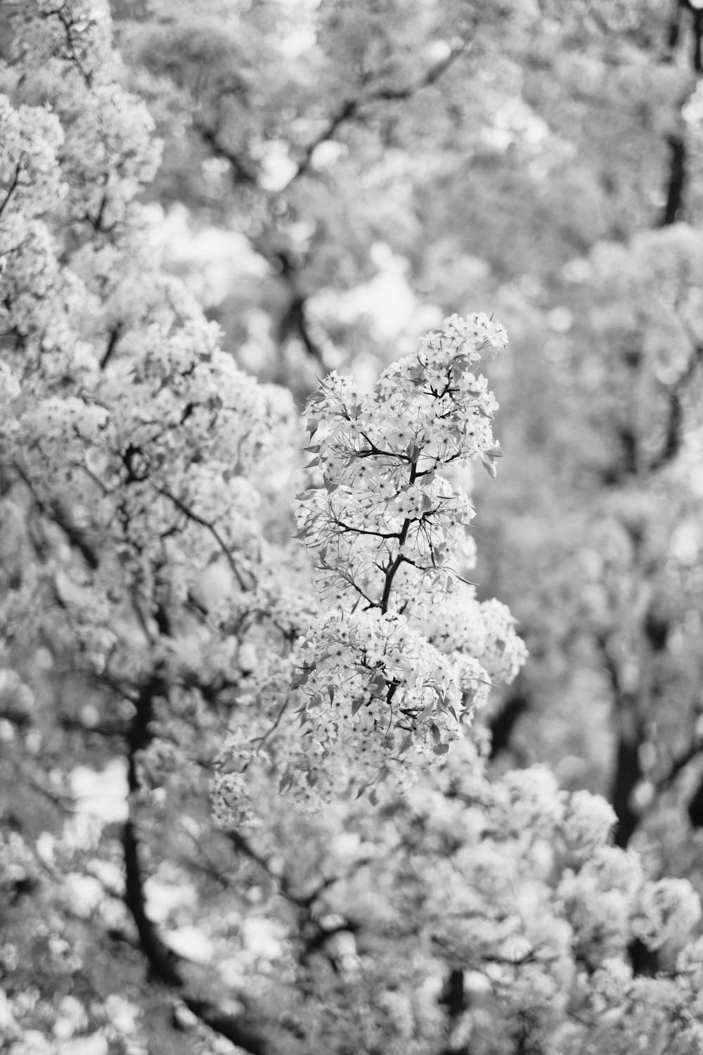 grayscale photo of cherry blossom