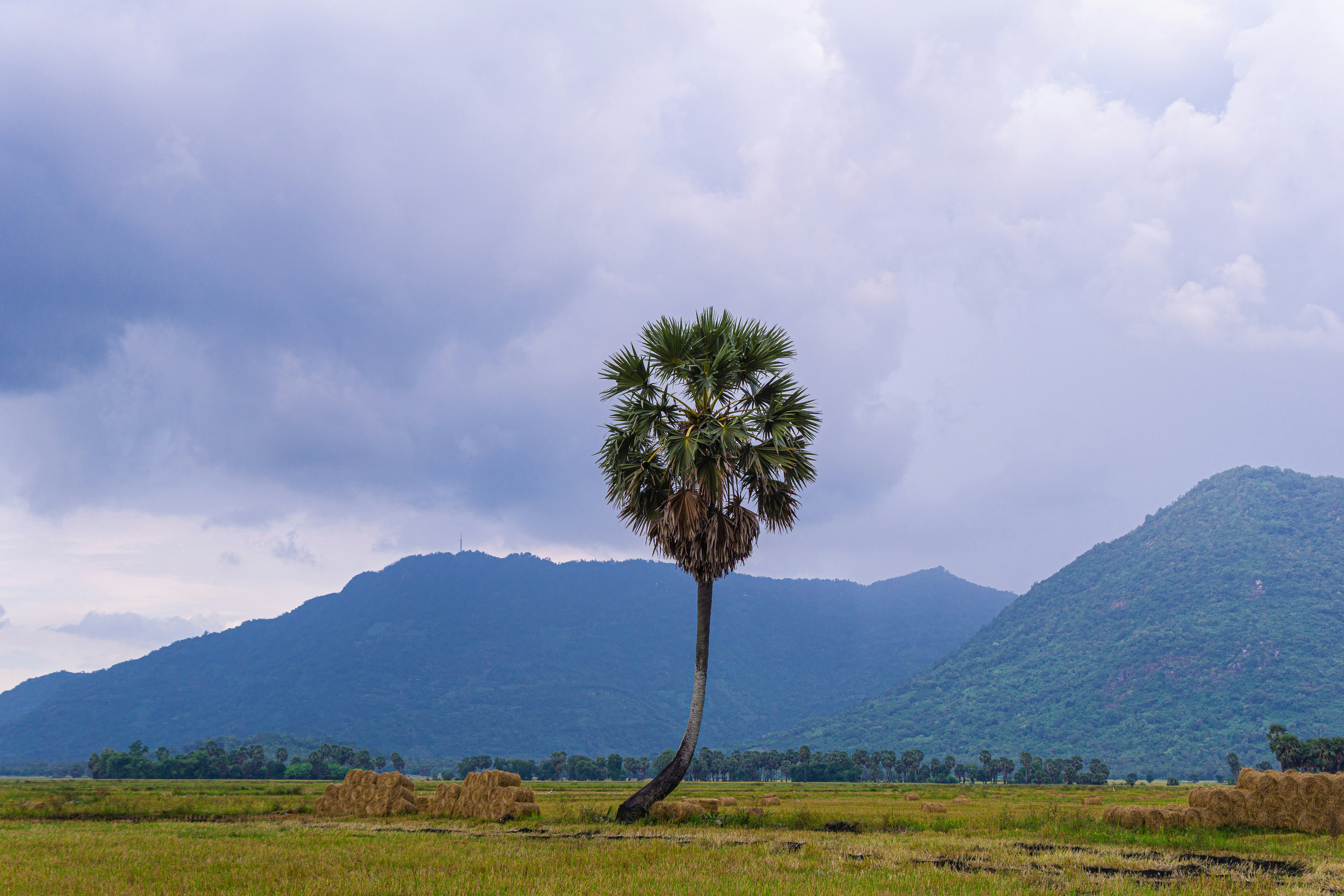 green palm tree on green grass field near mountain under white clouds during daytime