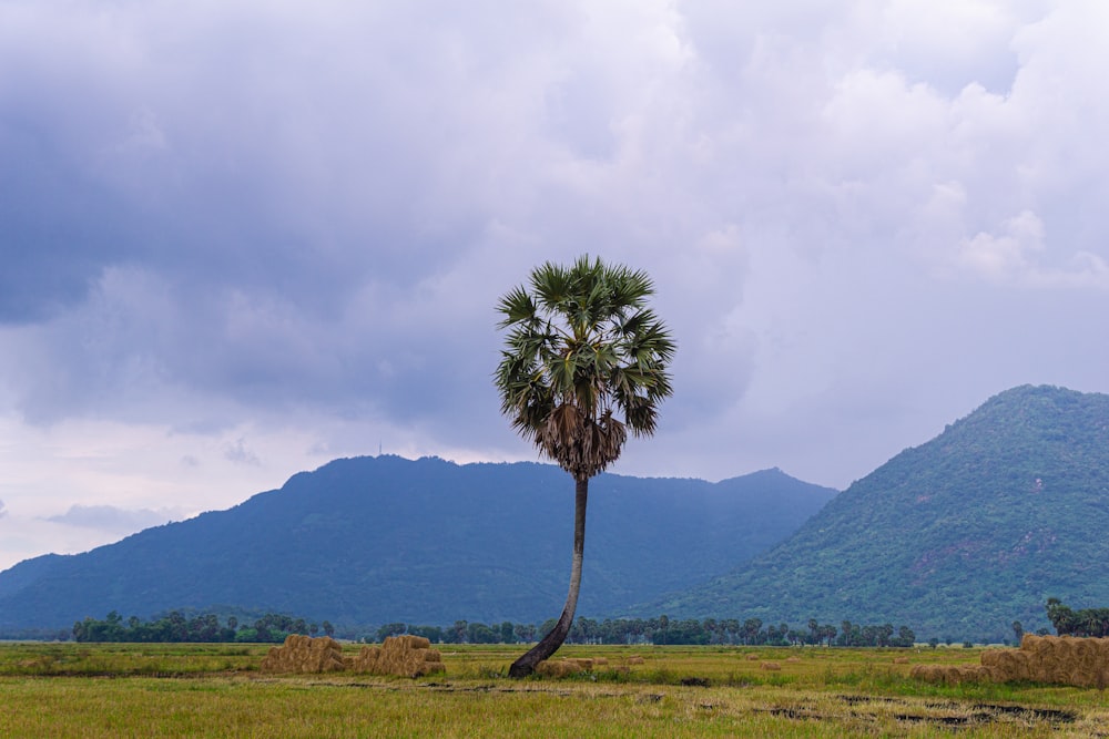 green palm tree on green grass field near mountain under white clouds during daytime