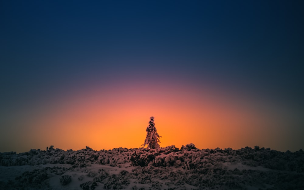 silhouette of trees on white sand during sunset