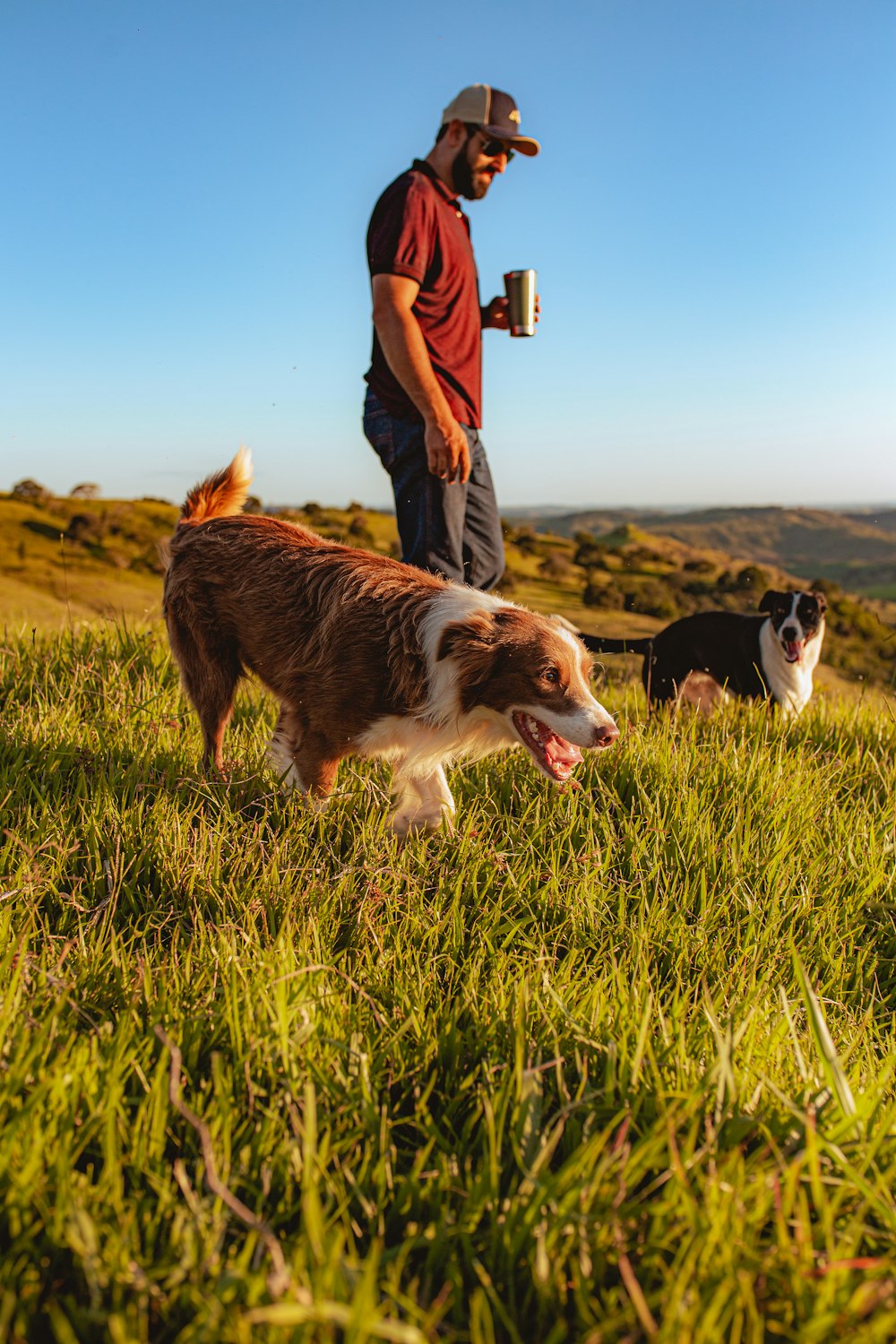 man in blue denim jeans standing beside brown and white short coated dog on green grass