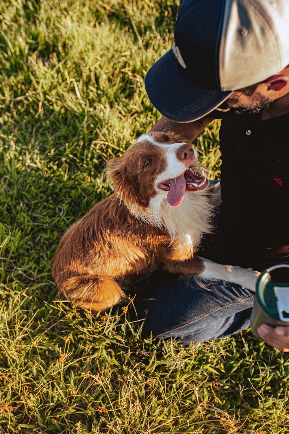 brown and white long coated dog sitting on green grass field