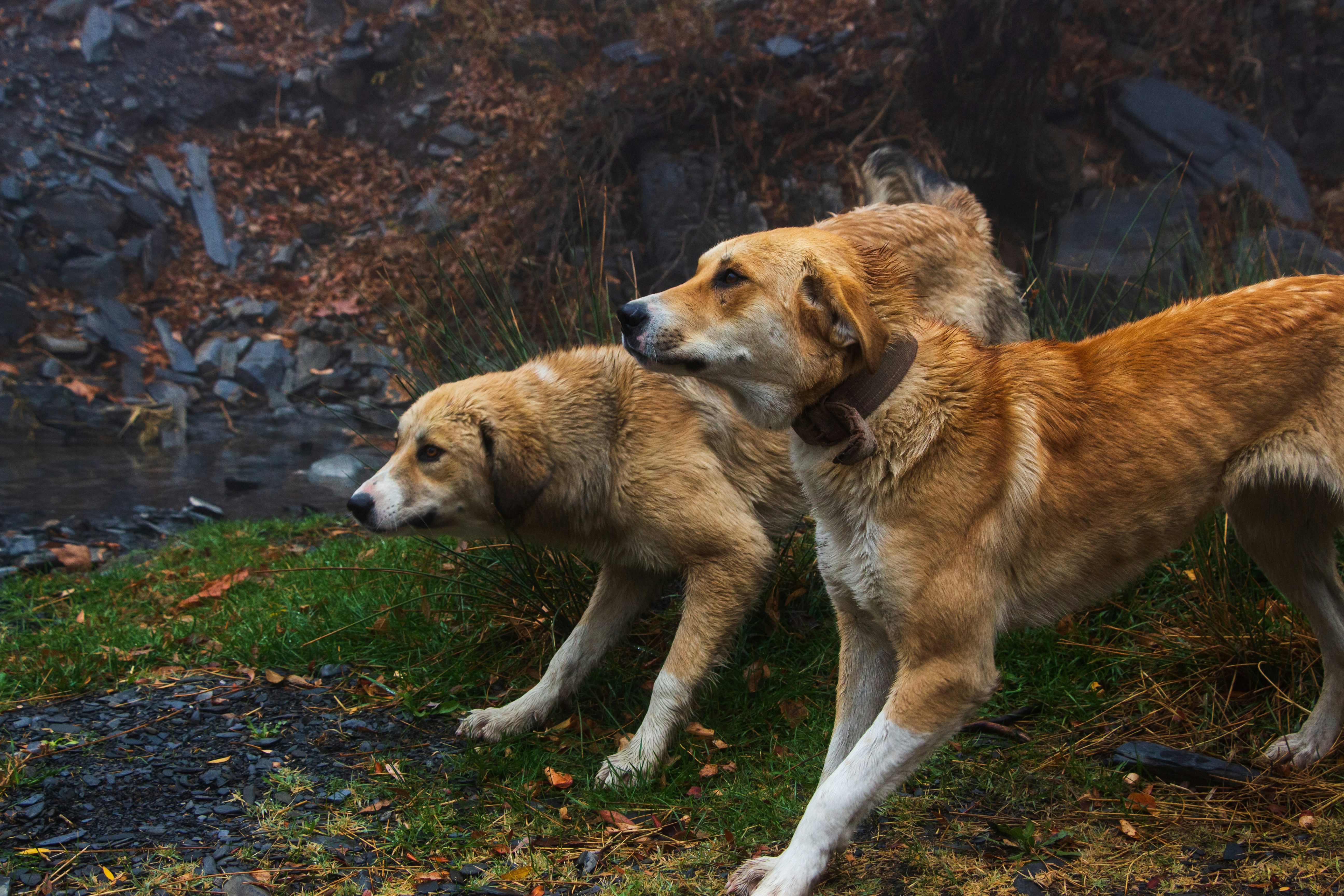 6. Educación Canina: Un Viaje Familiar de Largo Plazo