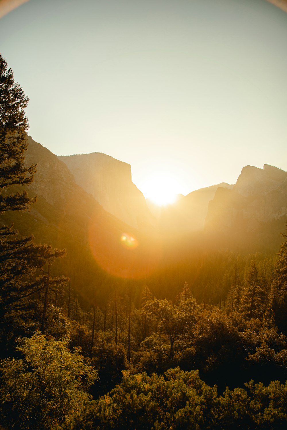 green trees on mountain during sunrise