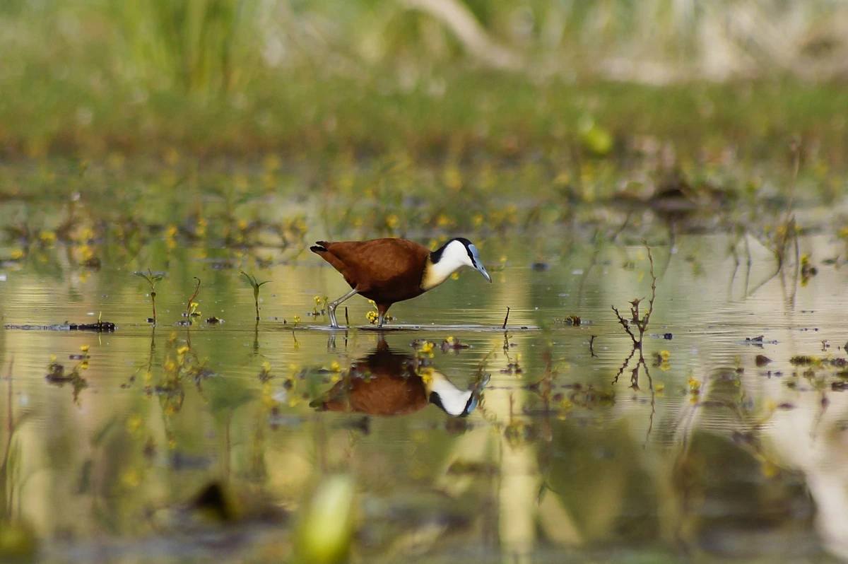 African jacana with chestnut body and white neck walking across shallow water among floating plants