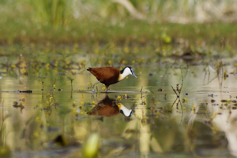 Bog Plain