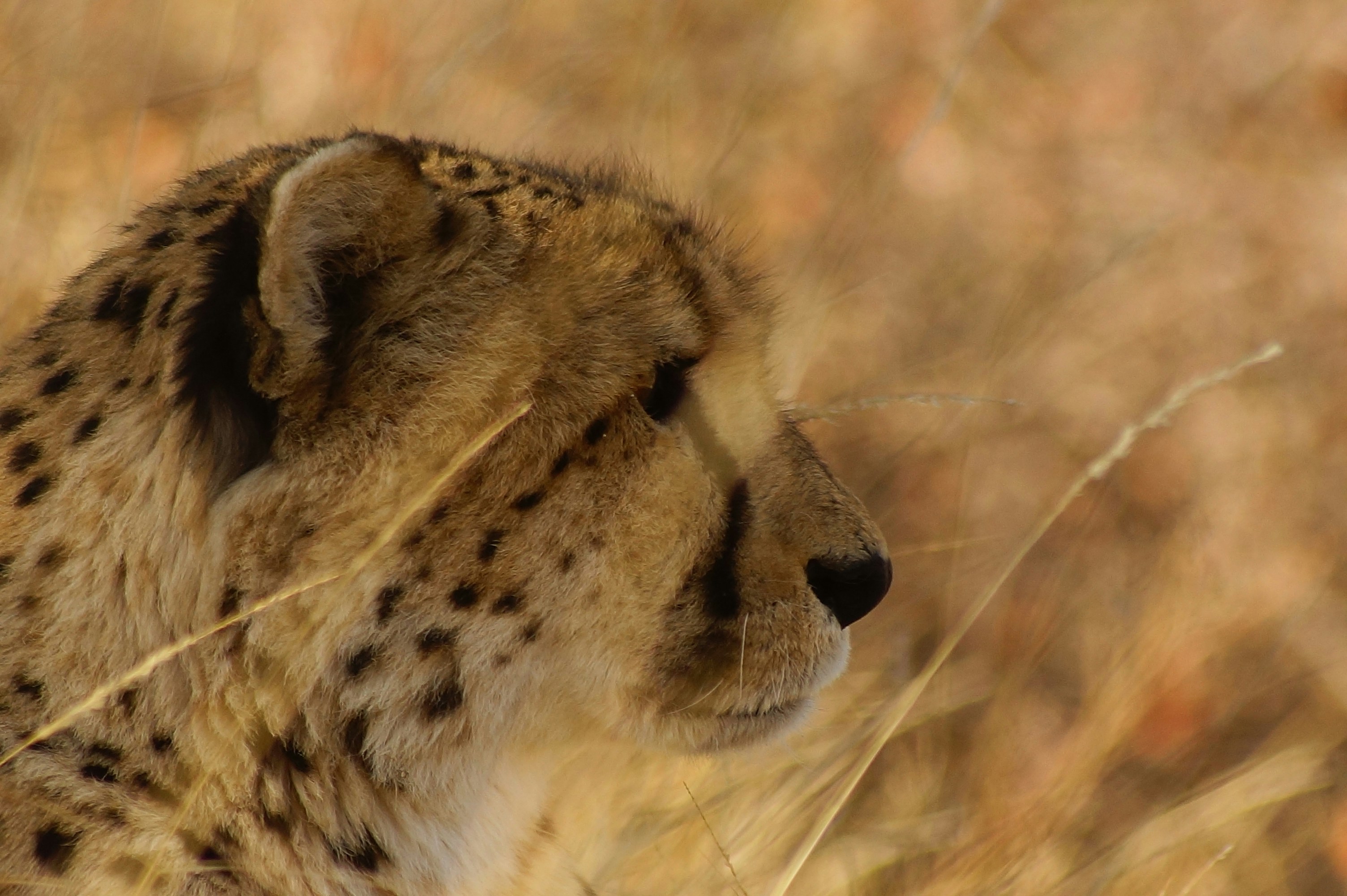Male cheetah (Acinonyx jubatus) at Mashatu Game Reserve, Botswana.