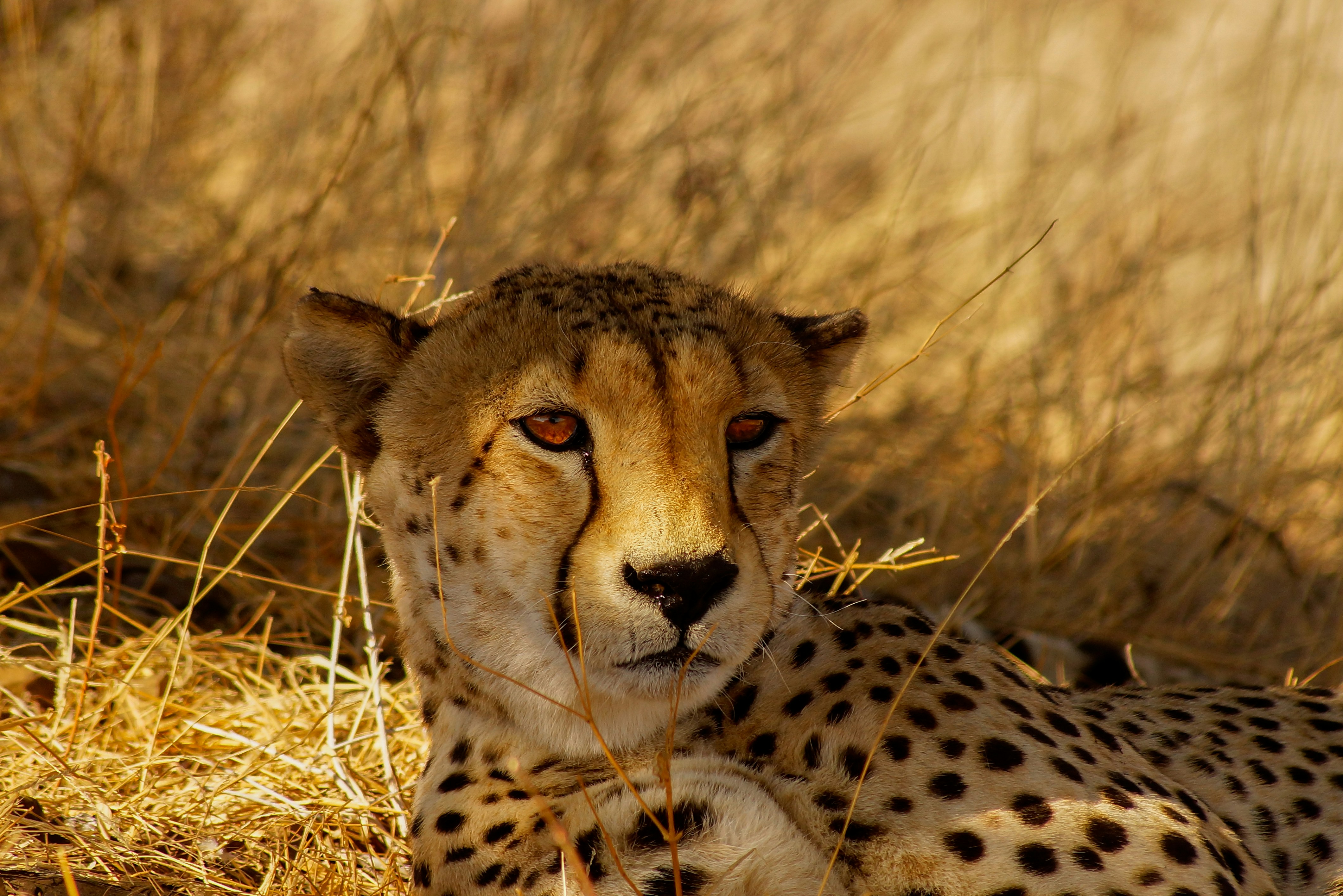 Male cheetah (Acinonyx jubatus) at Mashatu Game Reserve, Botswana.