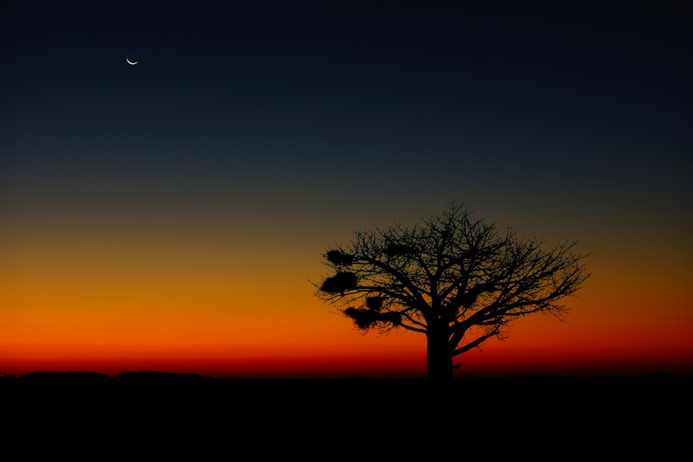 silhouette of tree during sunset