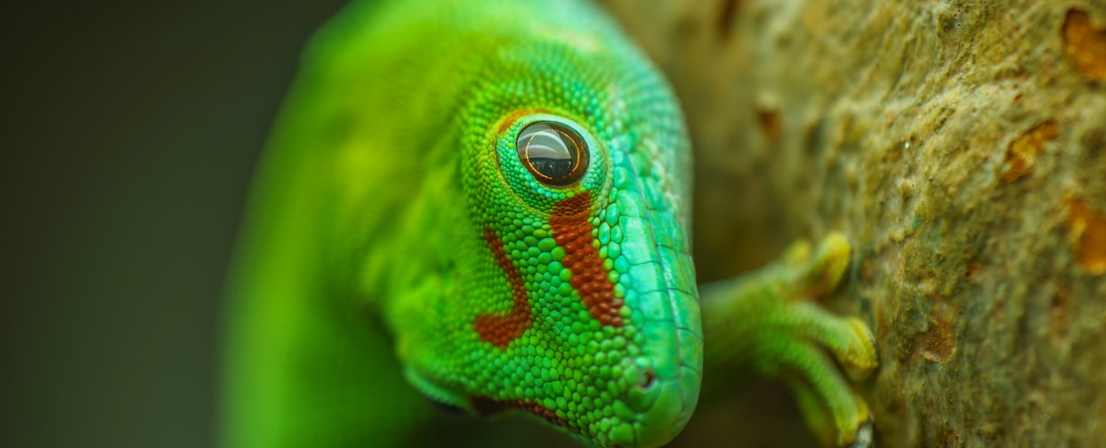 green and blue lizard on brown tree branch