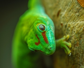 green and blue lizard on brown tree branch