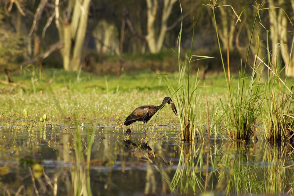 brown bird on water during daytime