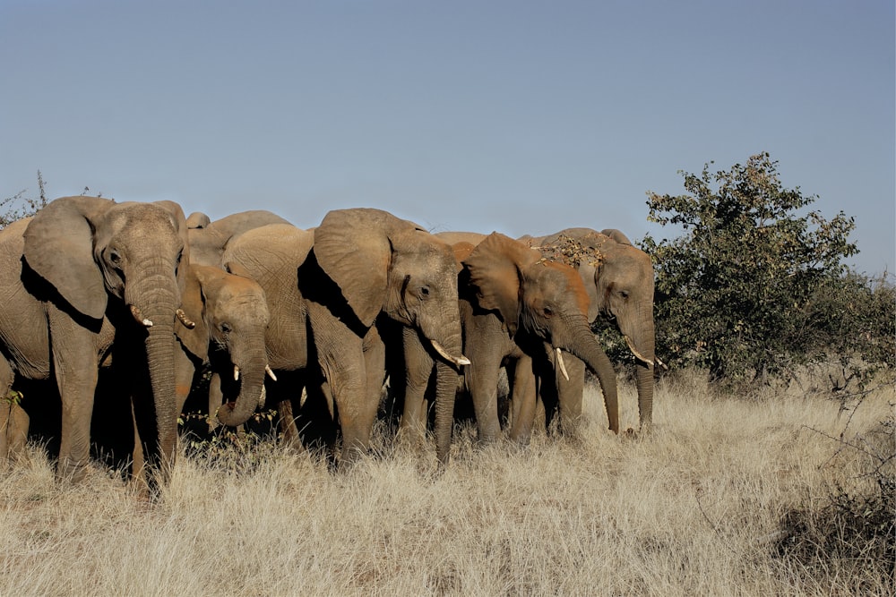 brown elephant on brown grass field during daytime