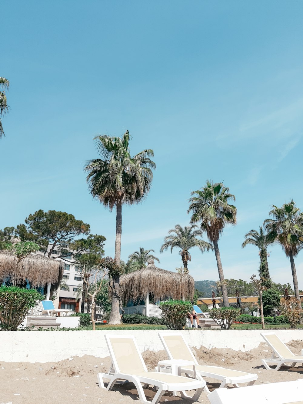 palm trees on white table