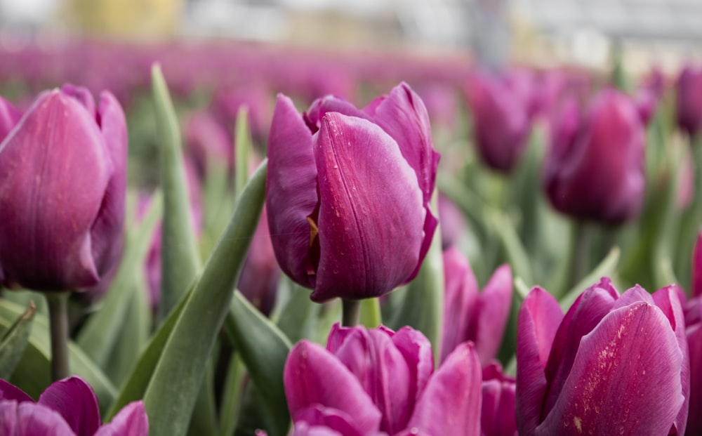 purple tulips in bloom during daytime