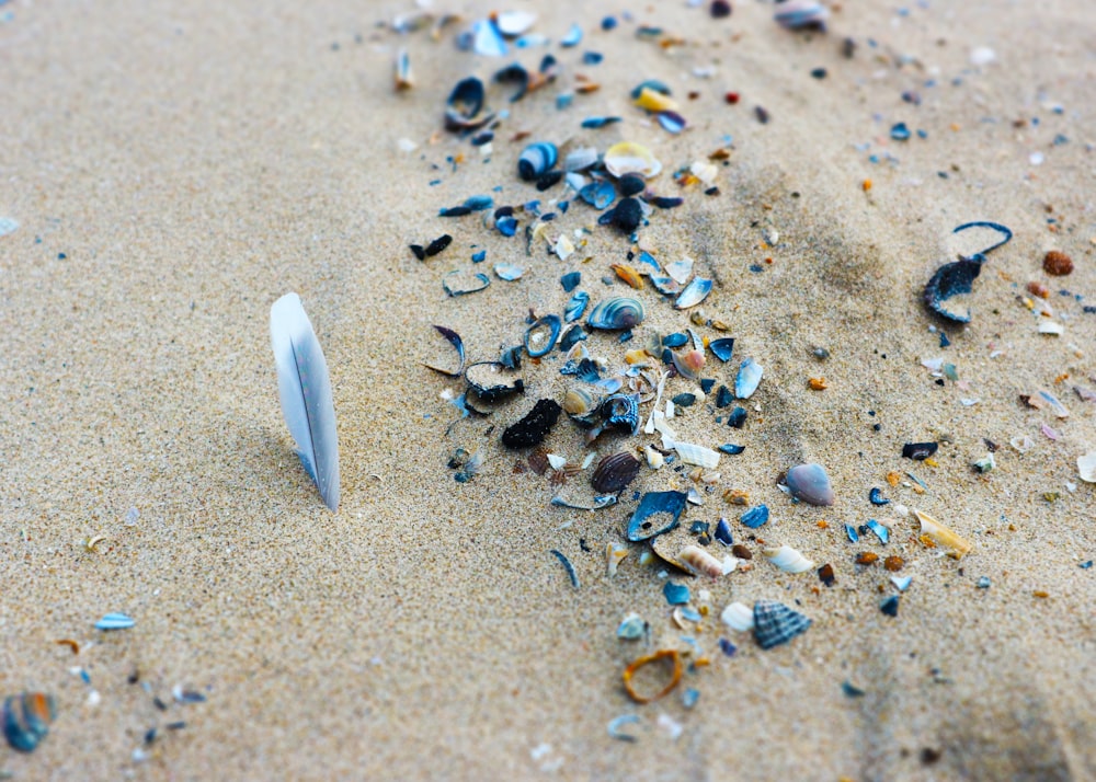 white and black seashells on white sand during daytime