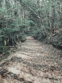 Close-up of a winding forest trail covered in autumn leaves.
