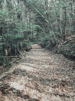 Close-up of a winding forest trail covered in autumn leaves.