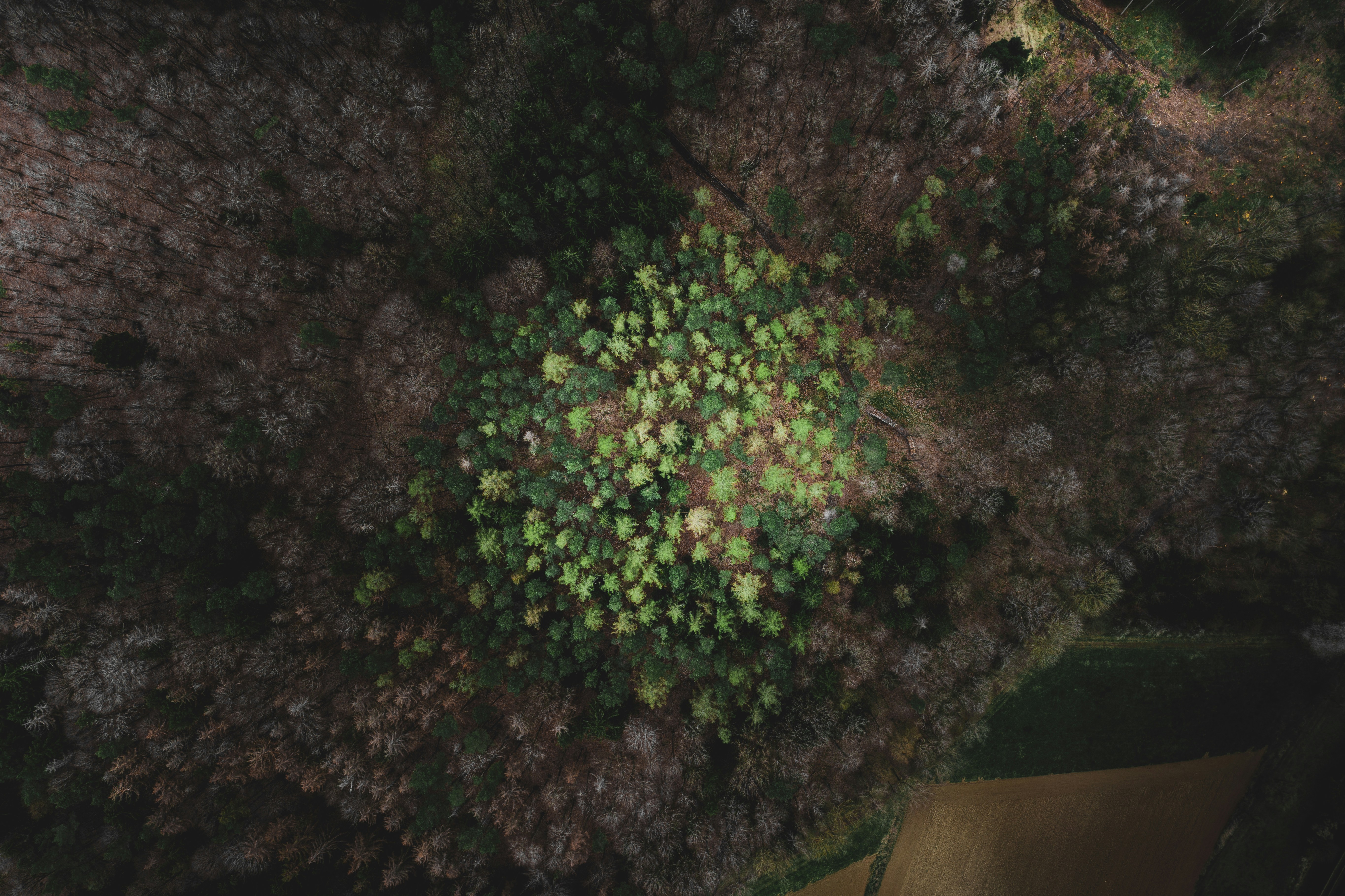 茶色の土に緑の木