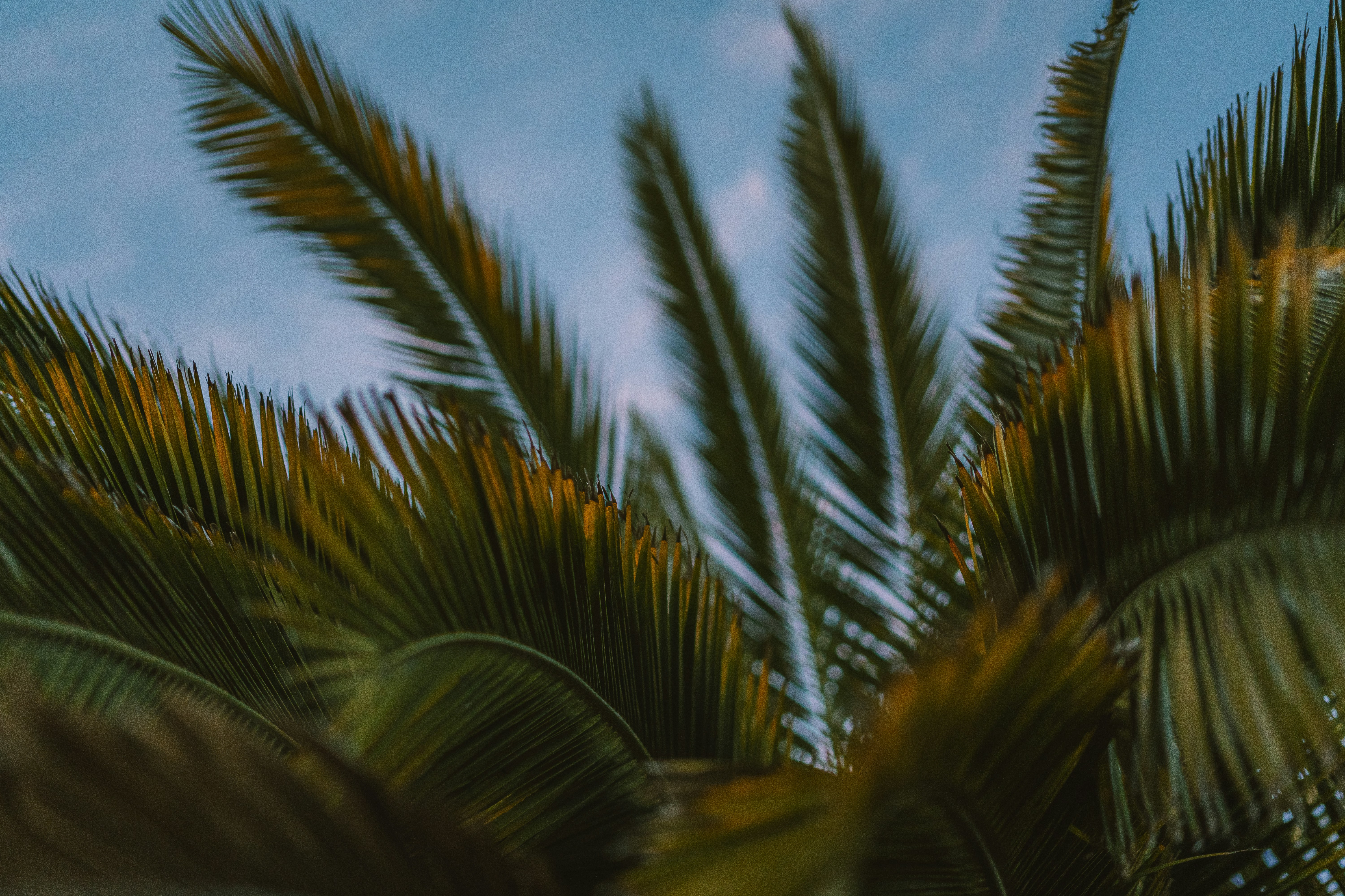 Photo by kalaniparker