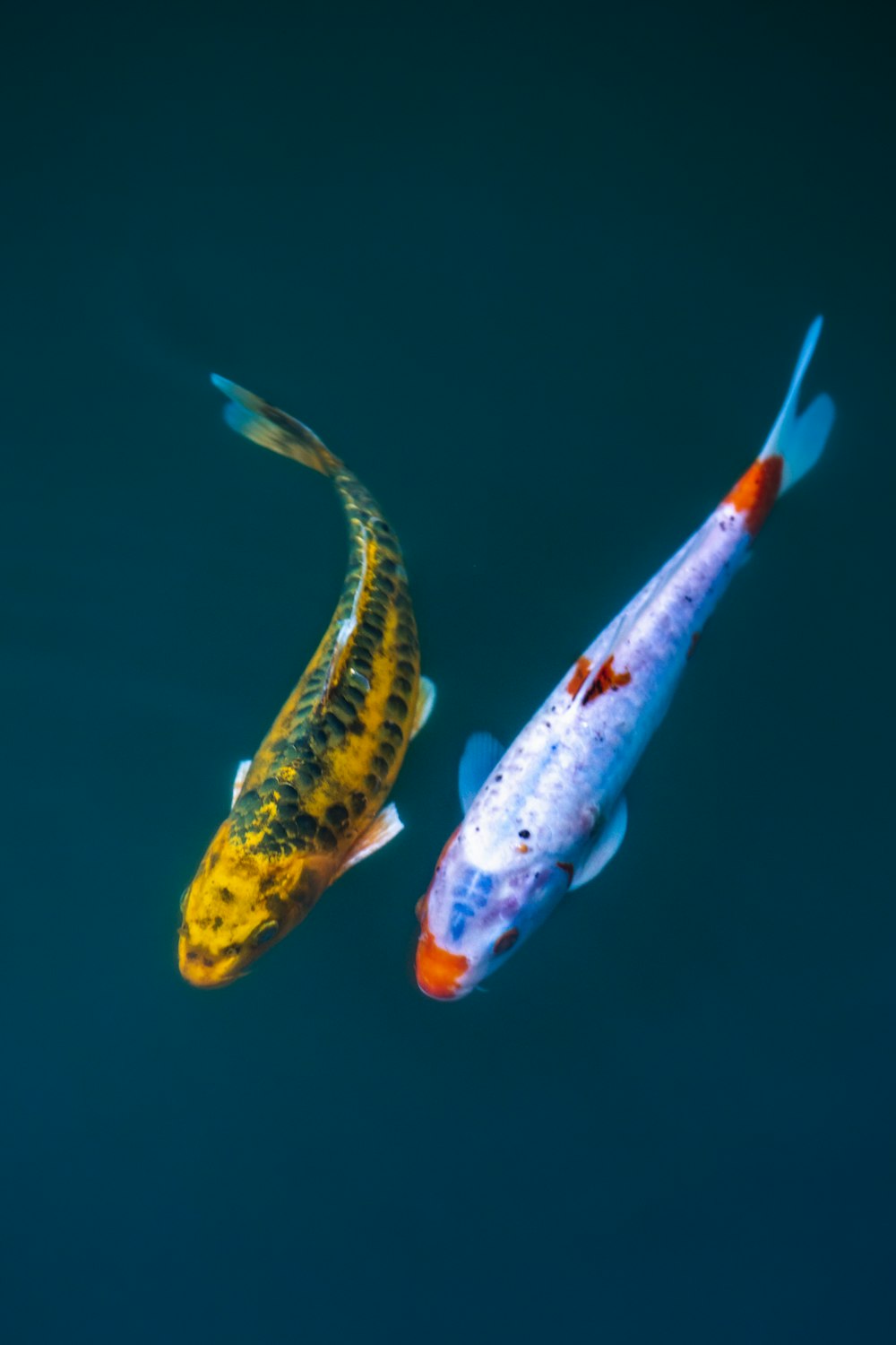 Peces amarillos y blancos en el agua