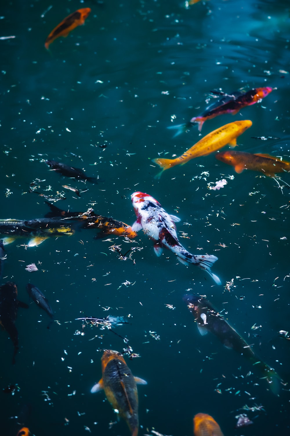 Peces koi blancos y naranjas