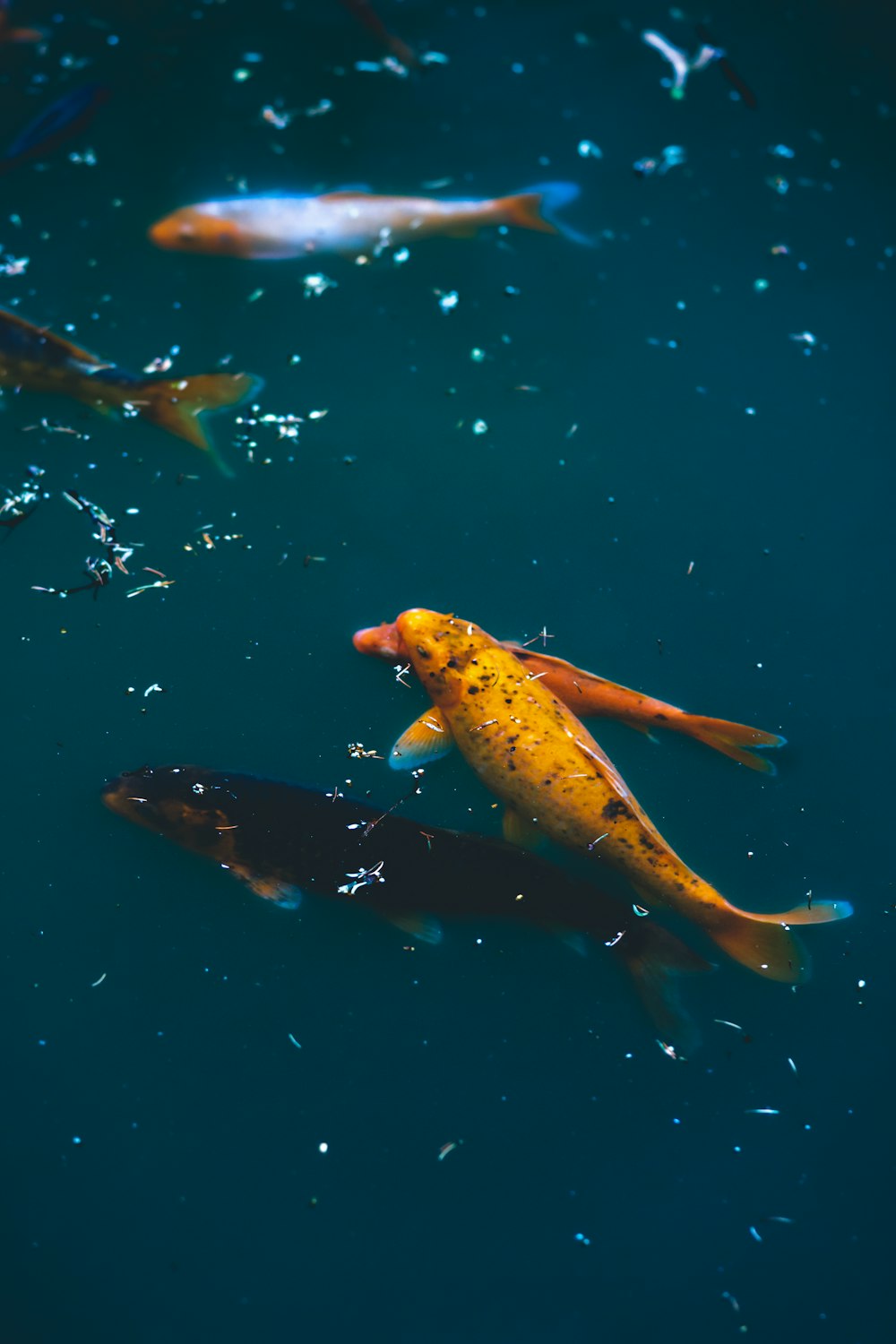 poissons jaunes et noirs sur l’eau