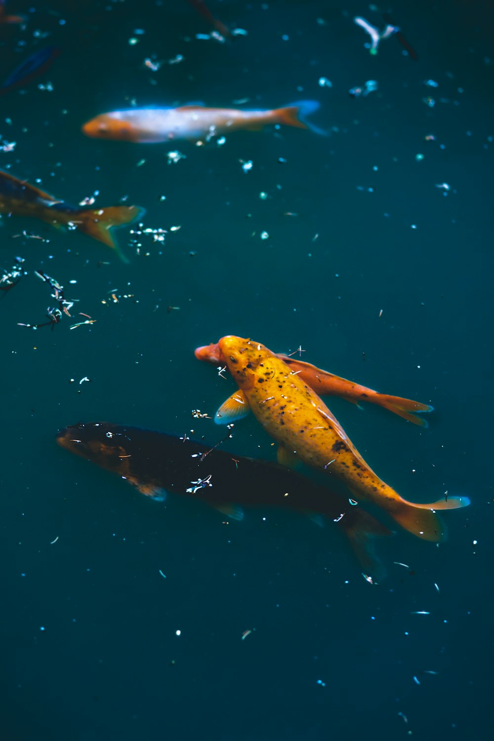 gelbe und schwarze Fische auf dem Wasser