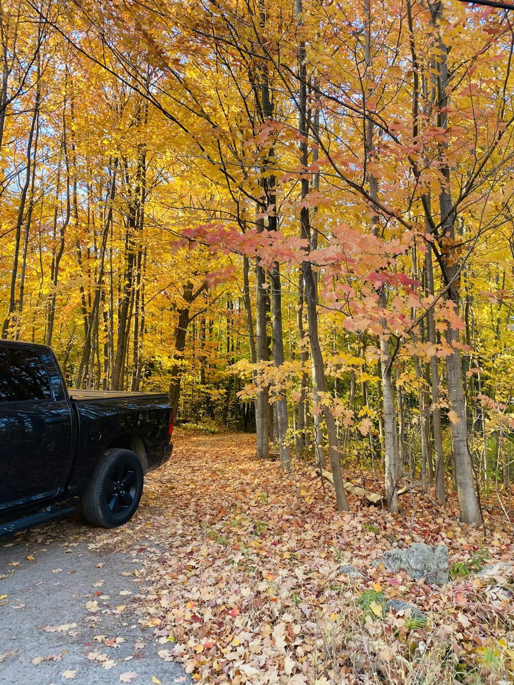 black crew cab pickup truck parked near brown trees during daytime