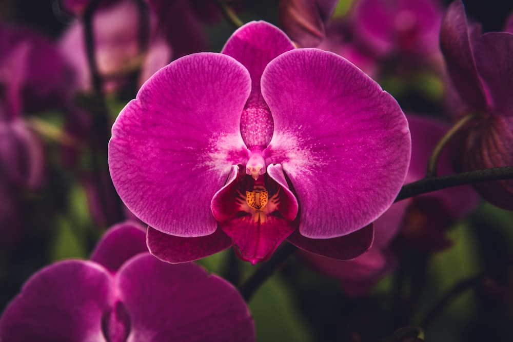 pink moth orchid in bloom during daytime