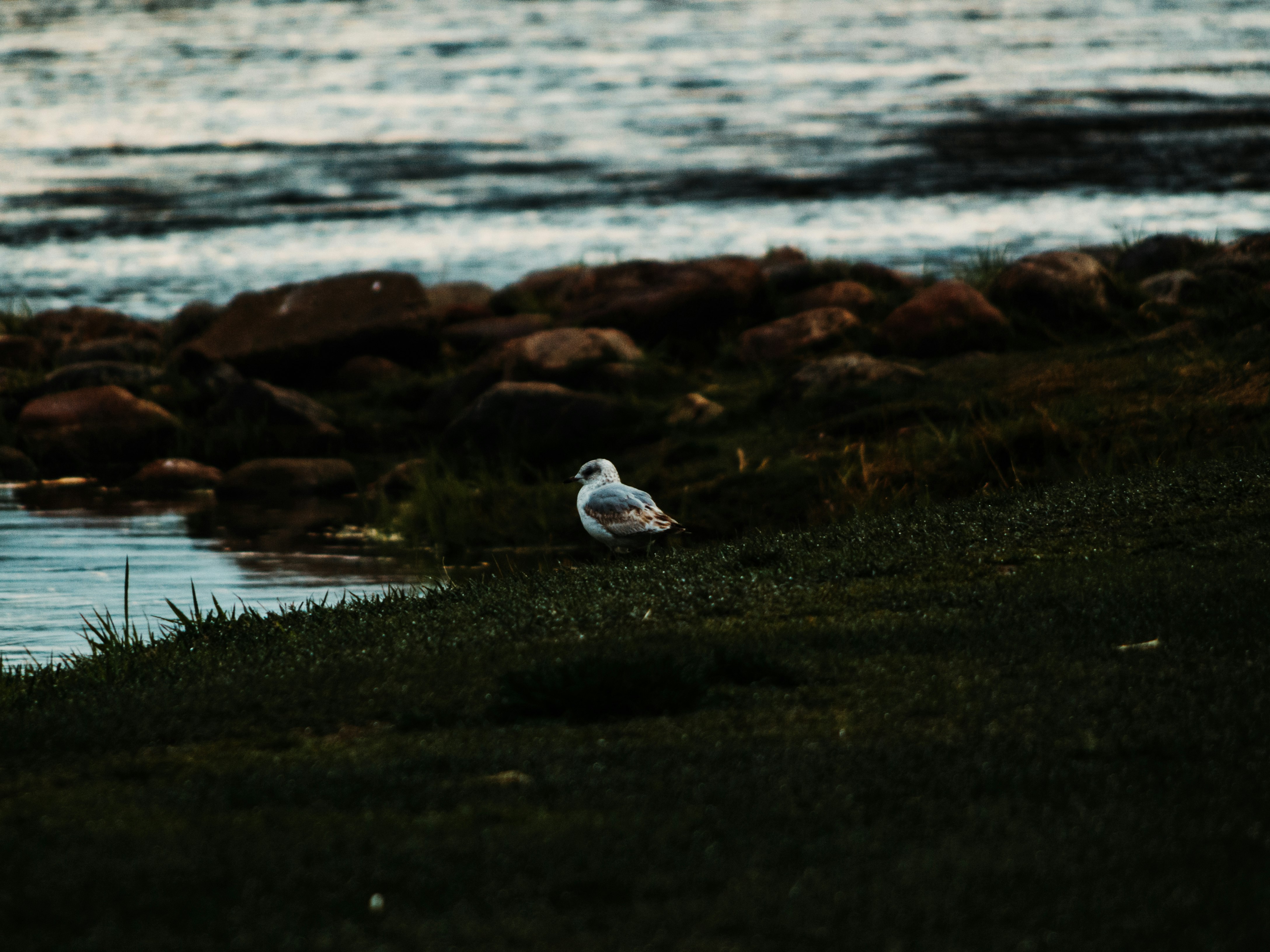 white bird on brown rock near body of water during daytime