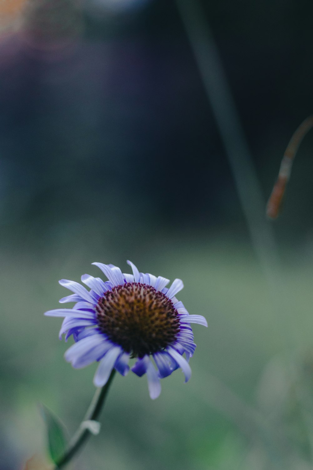 purple and white flower in tilt shift lens