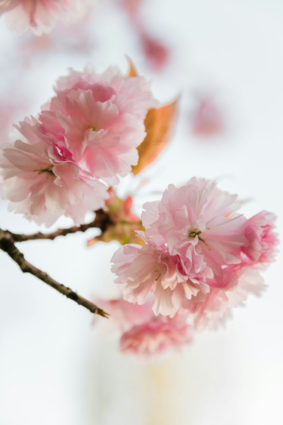 pink cherry blossom in close up photography