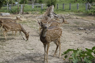 A group of spotted deer stands in a natural, grassy environment. The deer are on a dirt and grassy area, surrounded by trees and a wire fence. A large, dry tree stump is noticeable in the background.