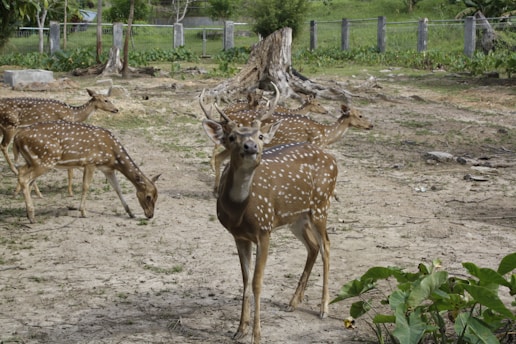 A group of spotted deer stands in a natural, grassy environment. The deer are on a dirt and grassy area, surrounded by trees and a wire fence. A large, dry tree stump is noticeable in the background.