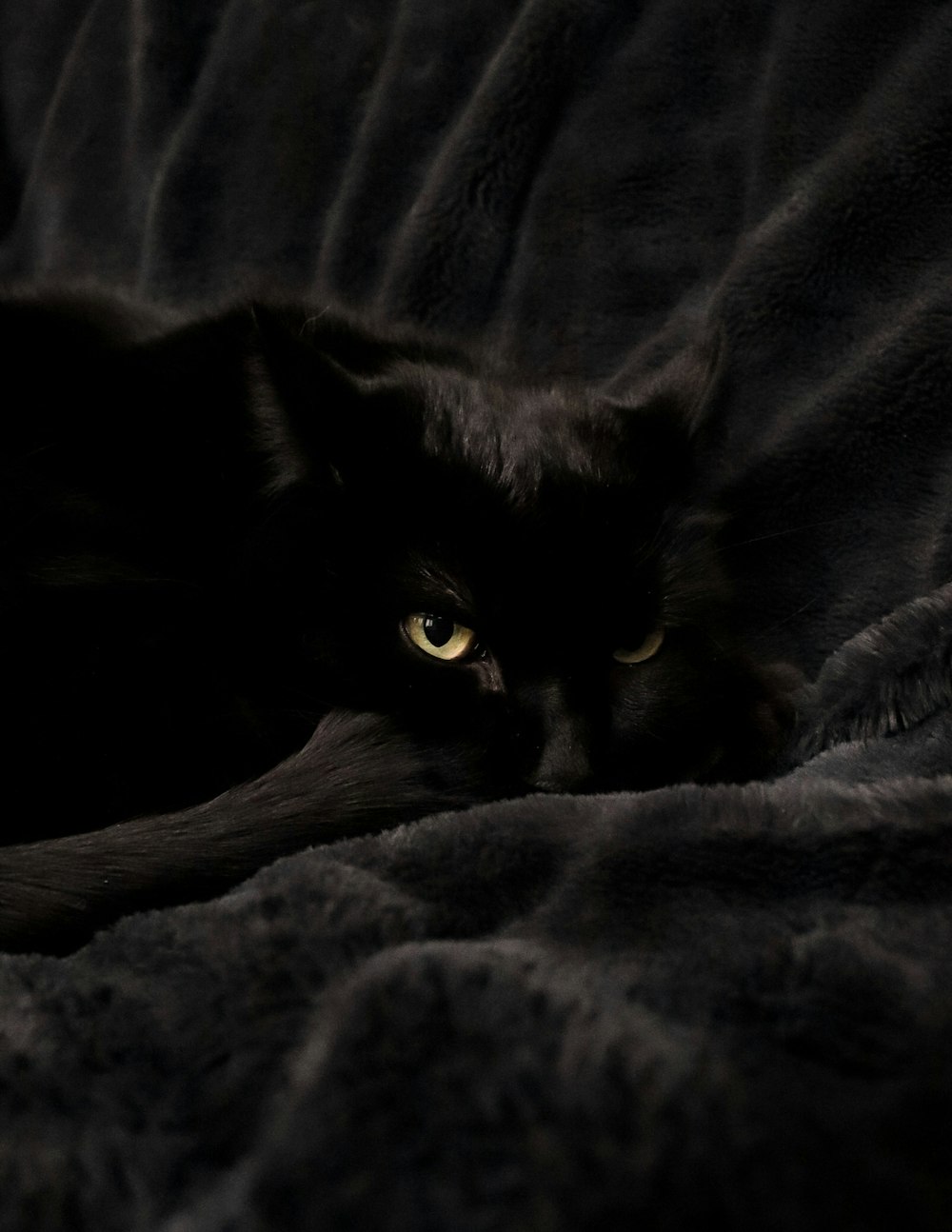 Schwarze Katze liegt auf grauem Textil
