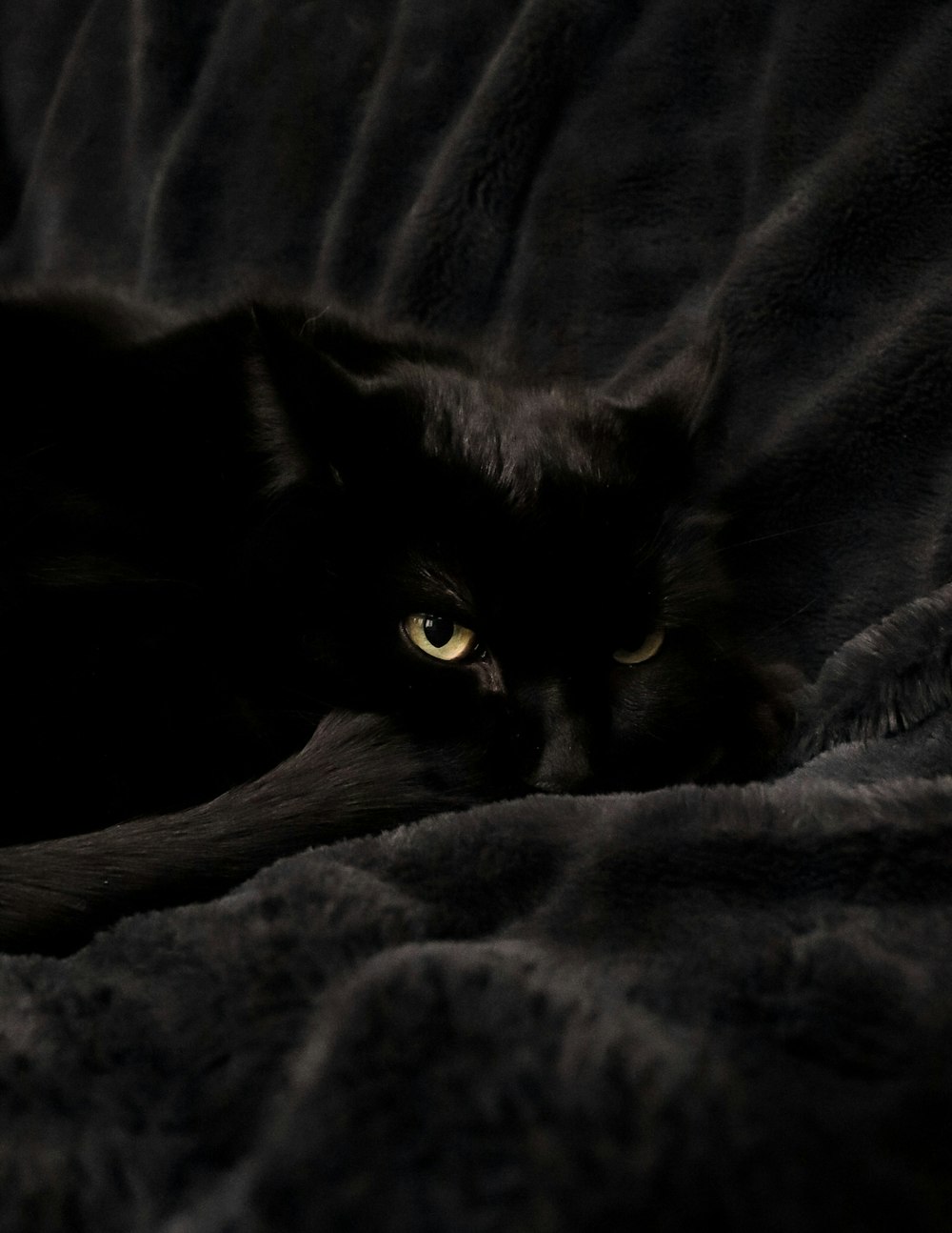 black cat lying on gray textile