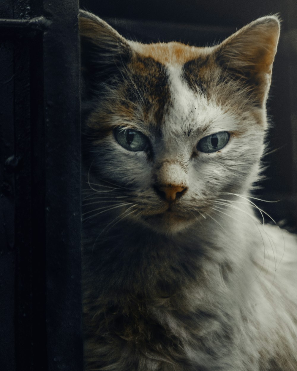 brown and white cat on black wooden frame