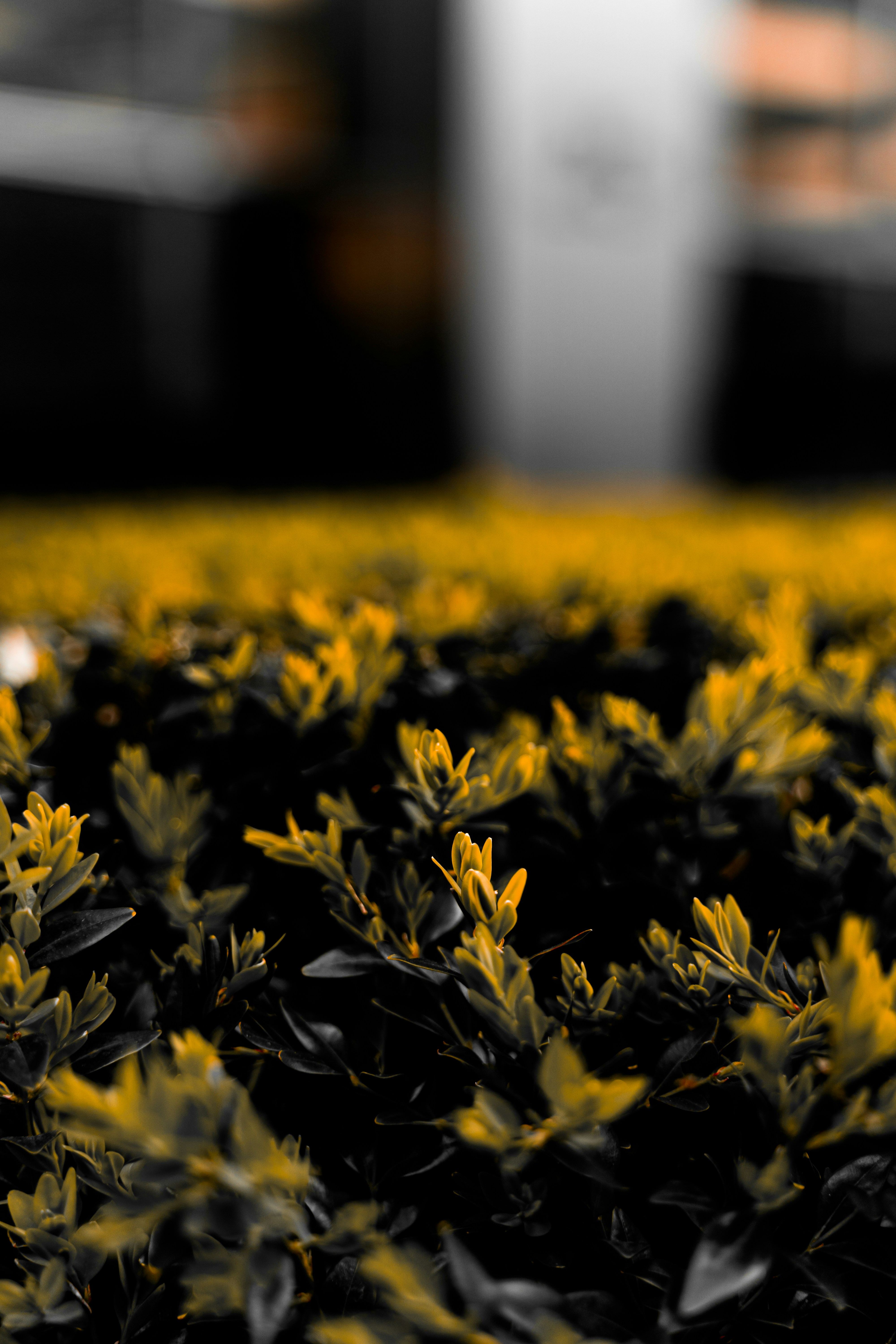 green office plants, wallpaper, Home Office Ideas with Indoor Plants 6