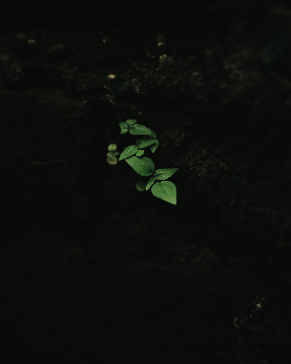 green plant on black soil