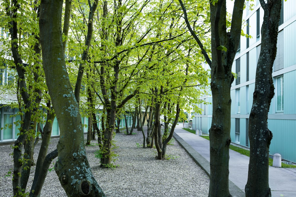 green trees on gray concrete pathway
