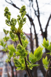 Vibrant green buds and leaves are emerging on a branch, set against a softly blurred background of tree branches and an urban environment. The new growth signifies the start of spring.