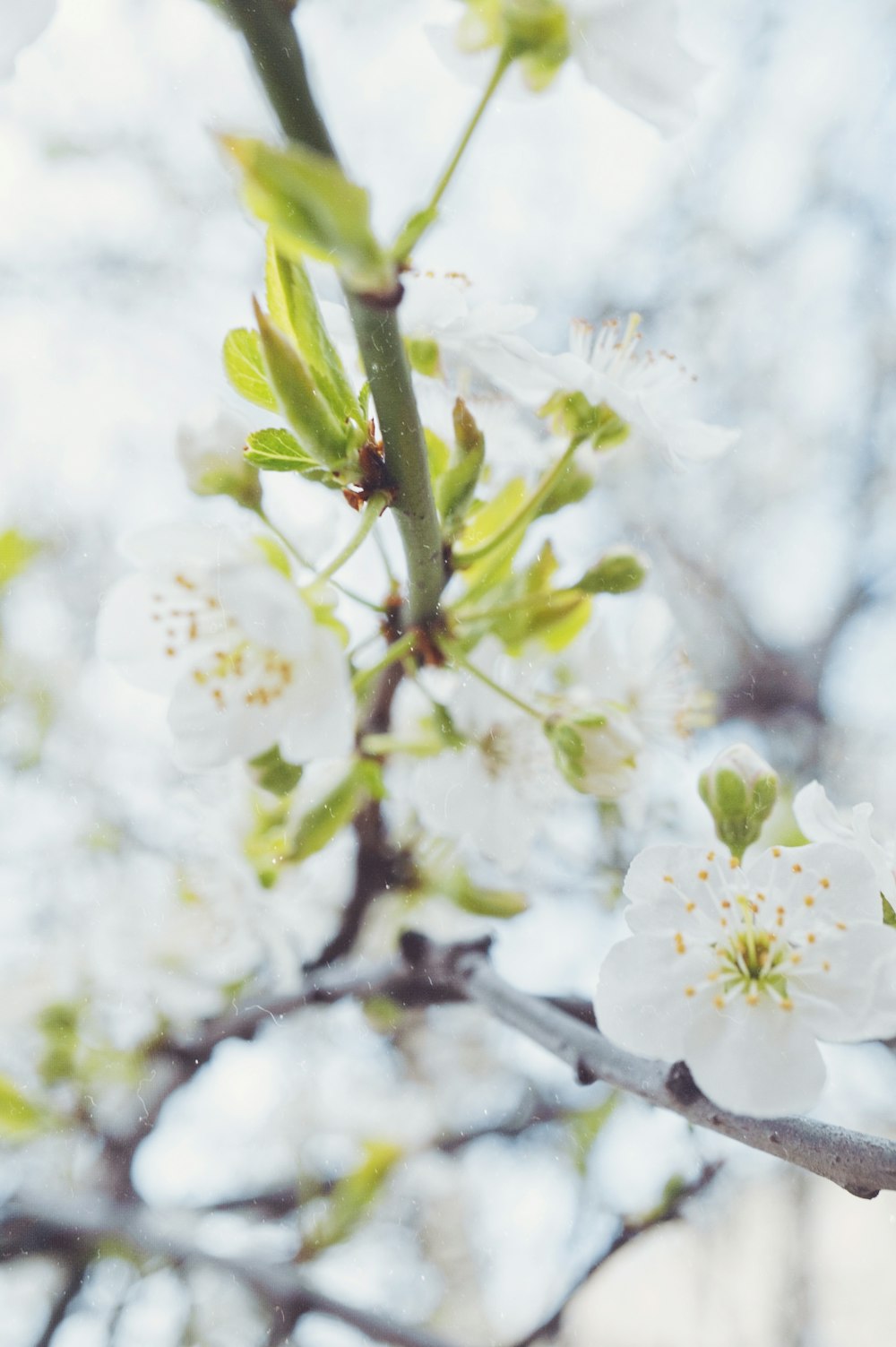 white cherry blossom in close up photography